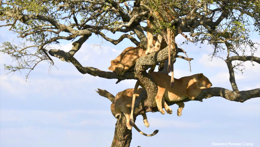 Tree climbing lions